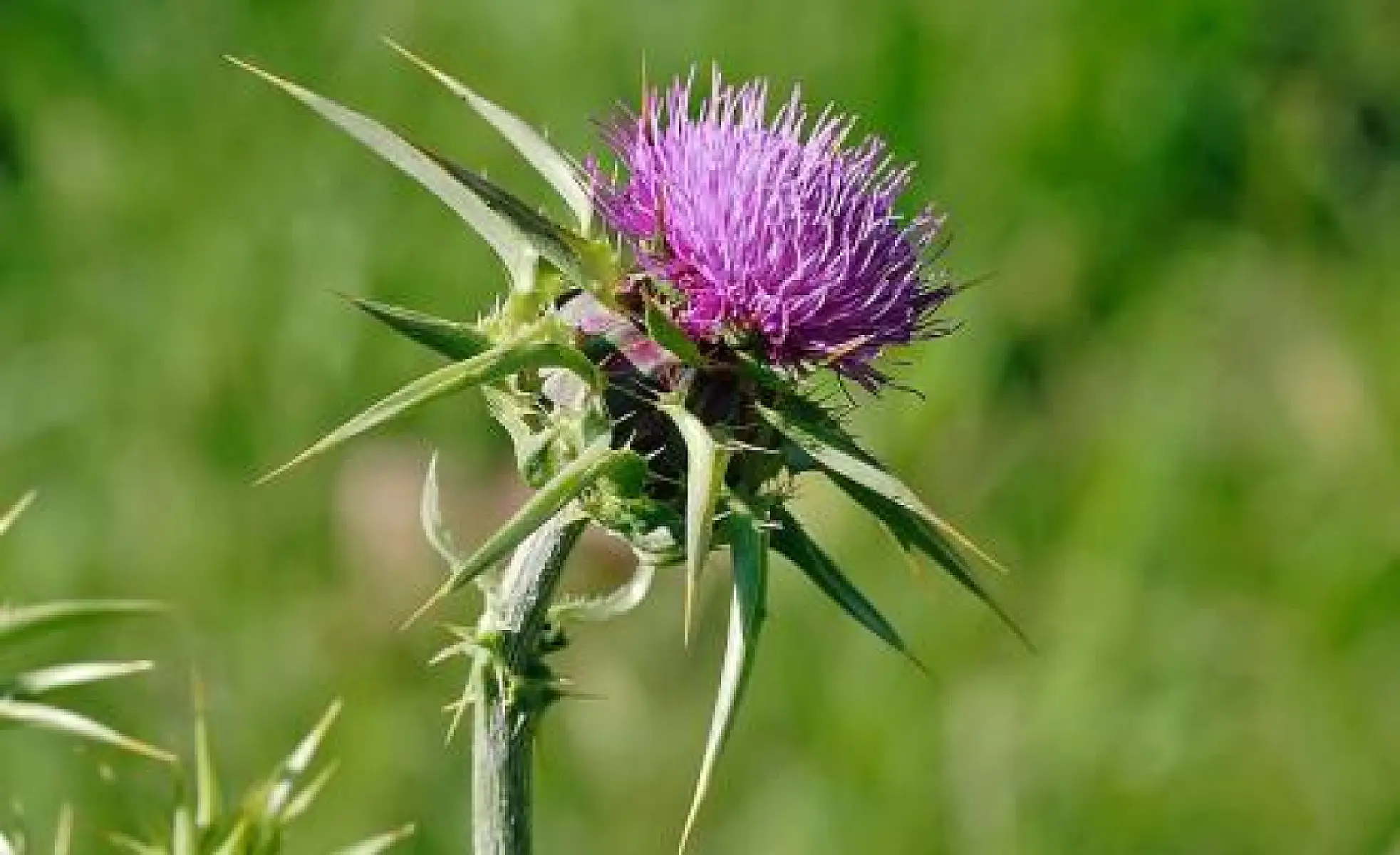 Milk Thistle May Prevent Photo-Aging and Skin Cancer