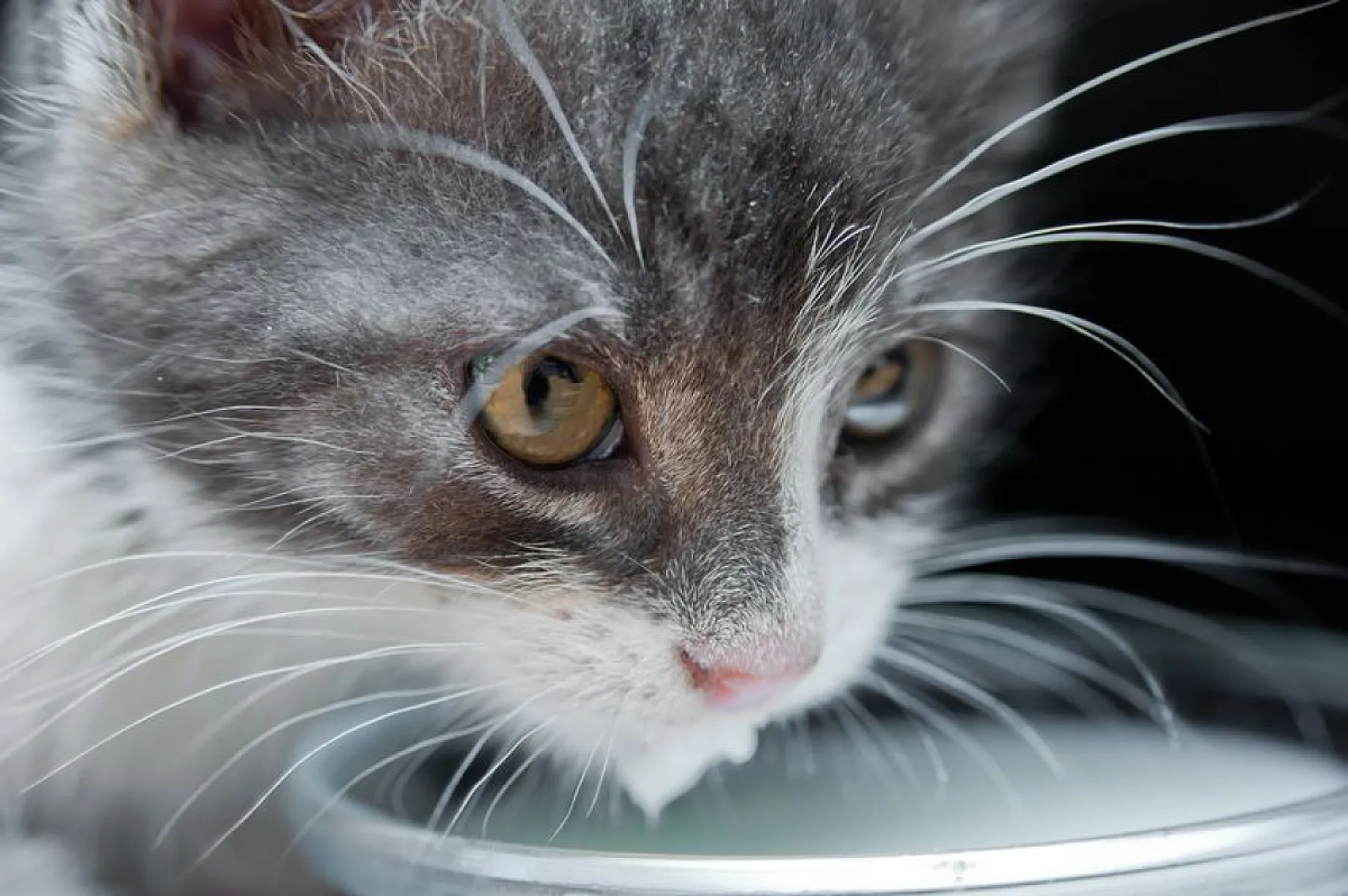 Pottenger’s Cats: Nutritional Lessons For Your Children’s Dental-Facial Growth