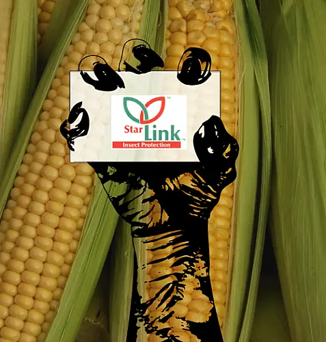 BREAKING: Illegal StarLink™ GM Corn Resurfaces in Saudi Arabian Food Supply