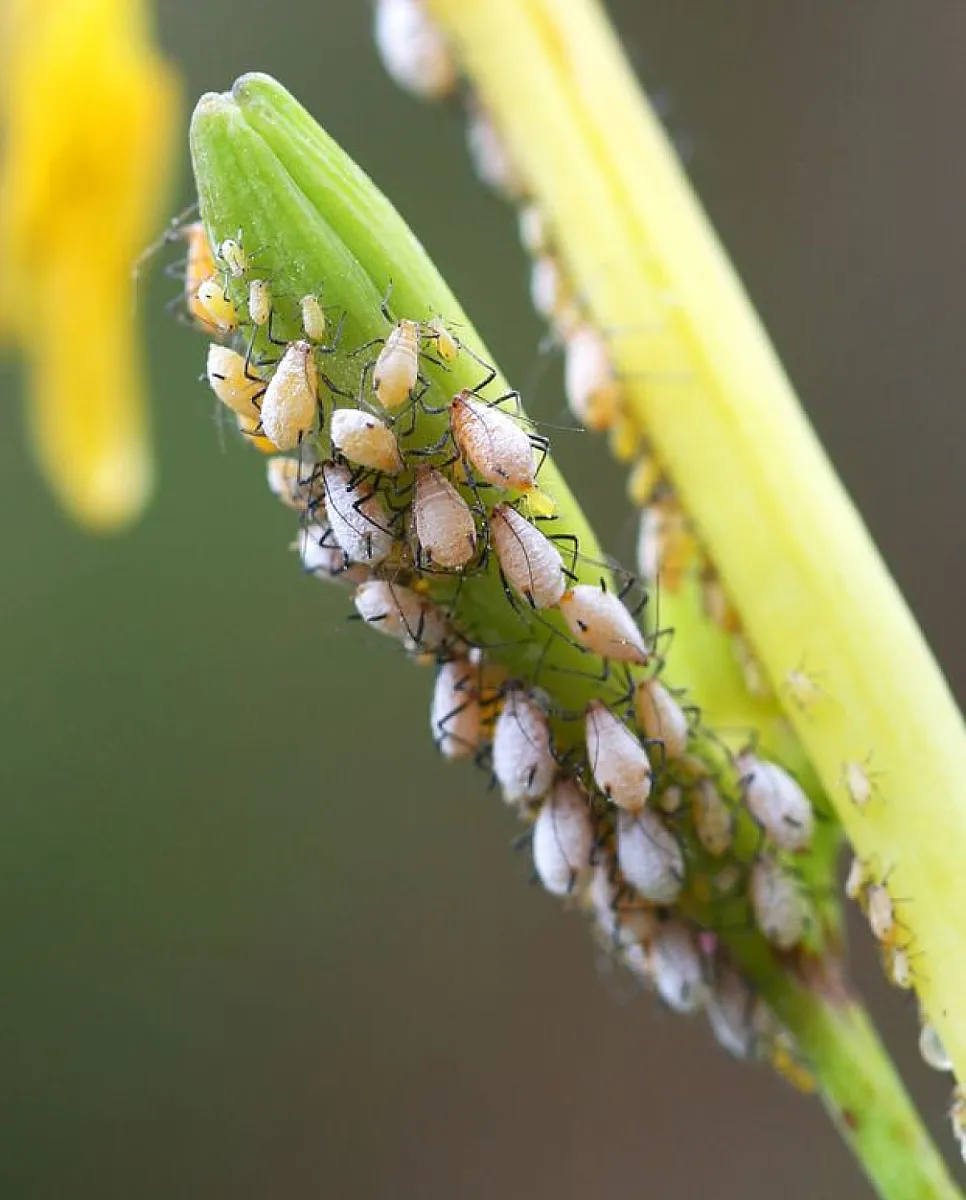 Biotech's Idolized Bt Technology May Transform Benign Insects Into Pests