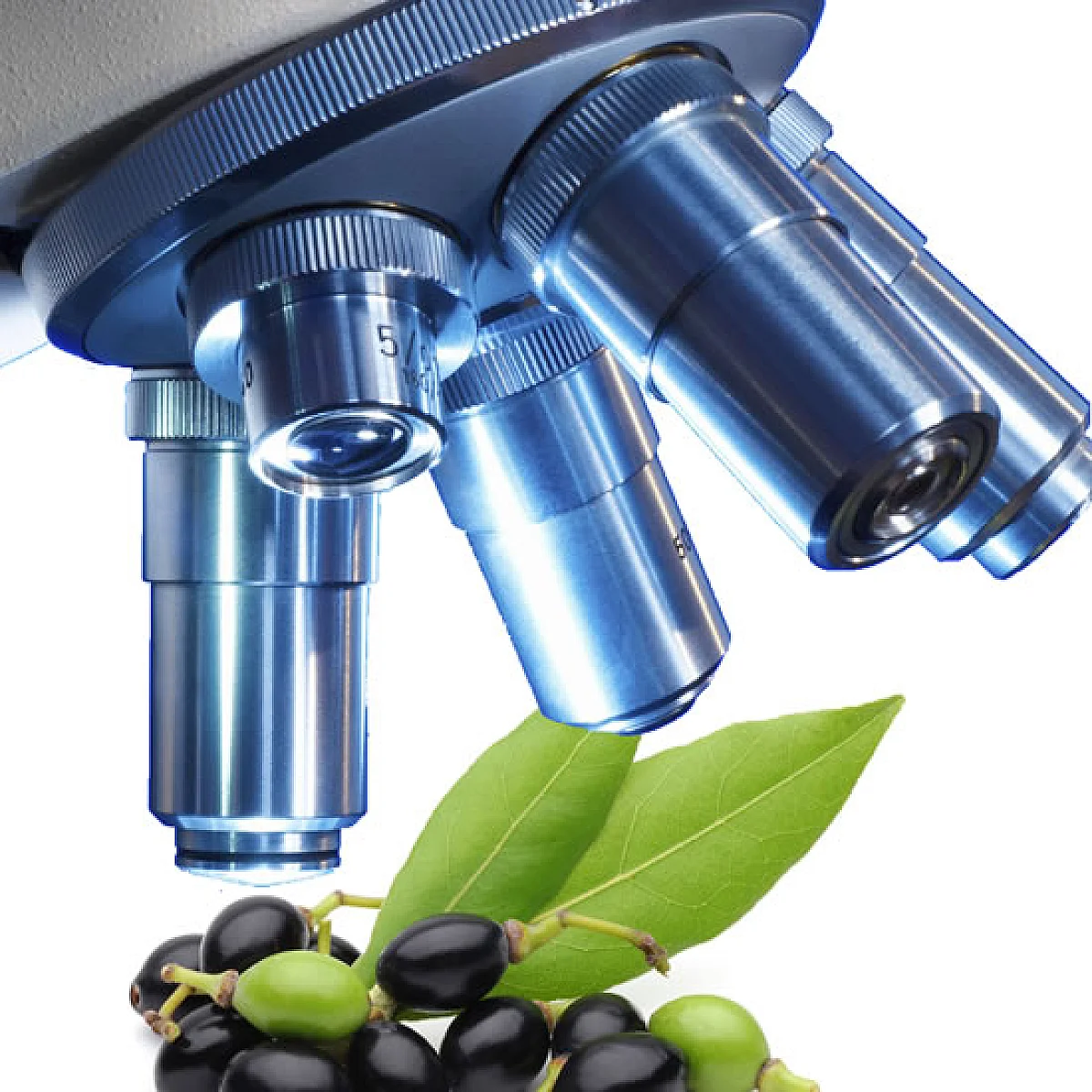 Ancient Medical Miracle Rediscovered by Modern Science - Laurus Nobilis