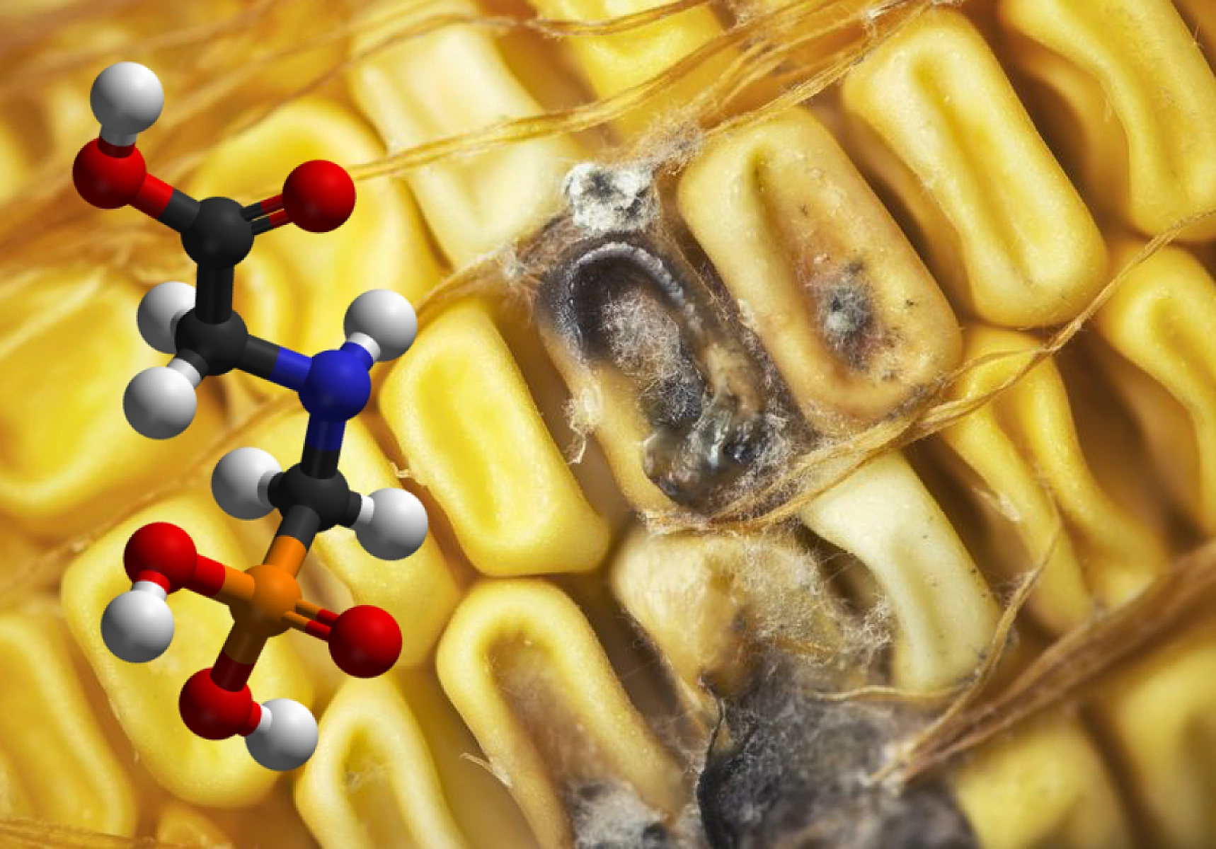 BREAKING: Study Links Roundup 'Weedkiller' To Overgrowth of Deadly Fungal Toxins