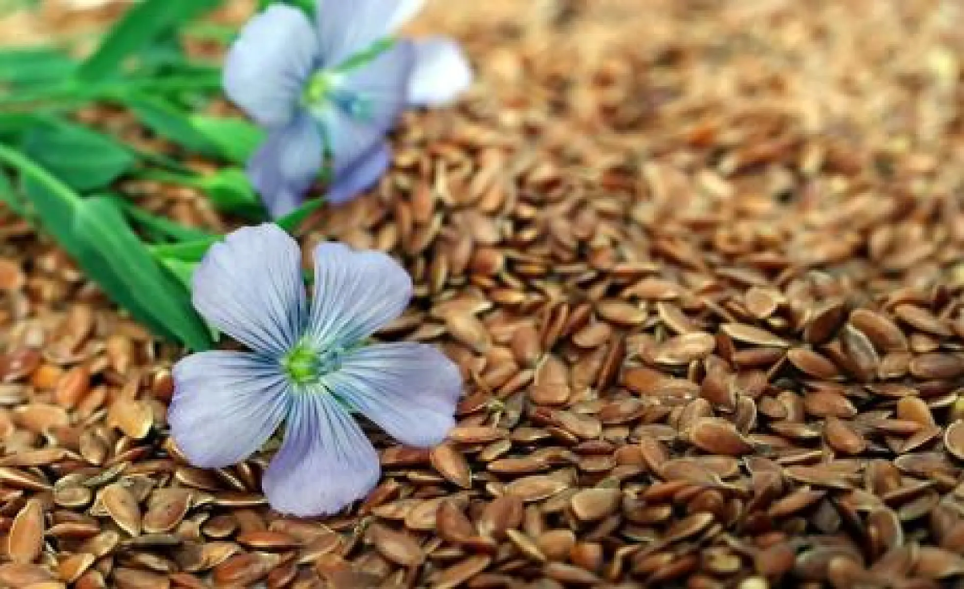 Flaxseed Helps Prevent And Kill Breast Cancer, Meta-Analysis Reveals