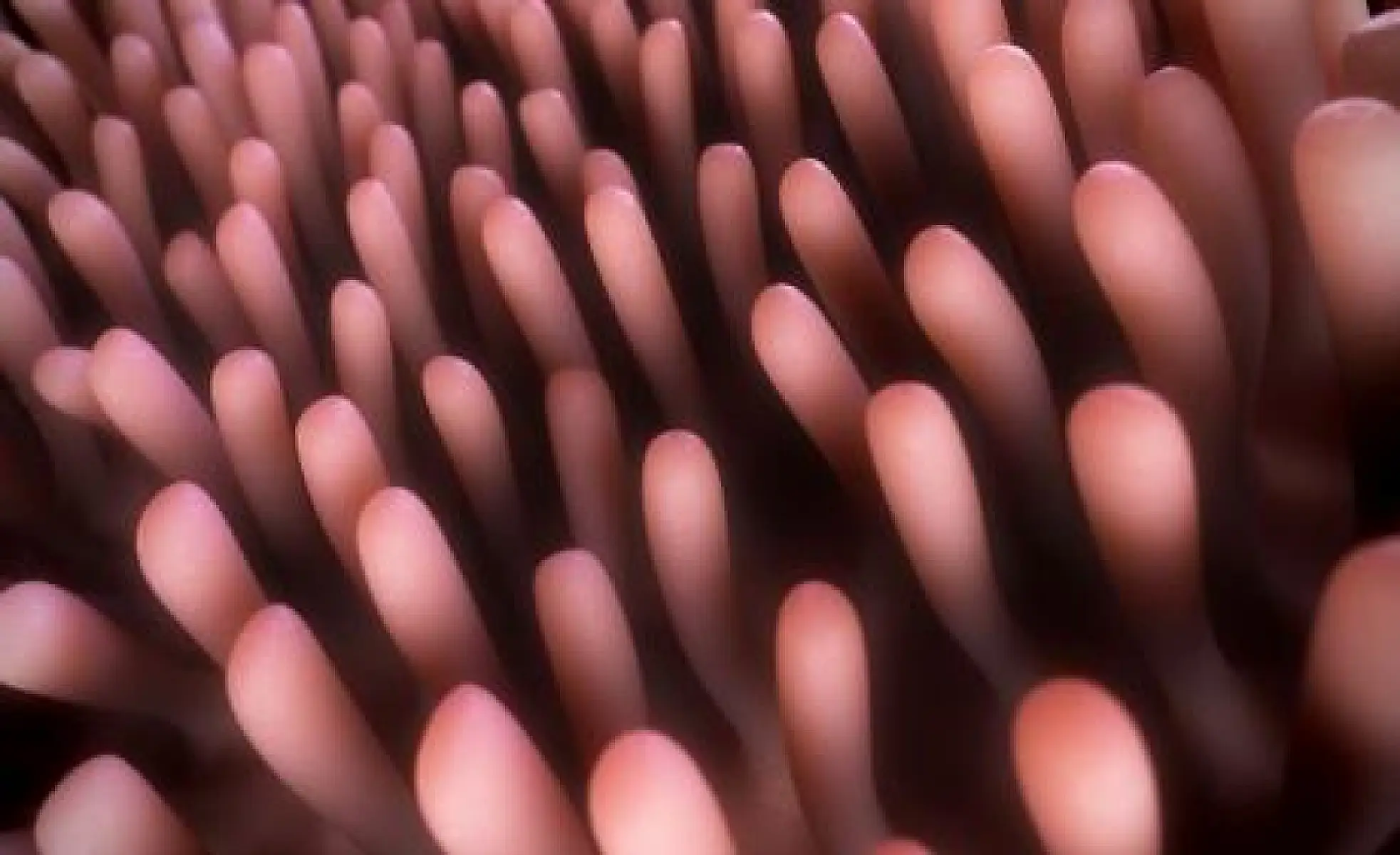 Research Proves Wheat Can Cause Harm to Everyone's Intestines
