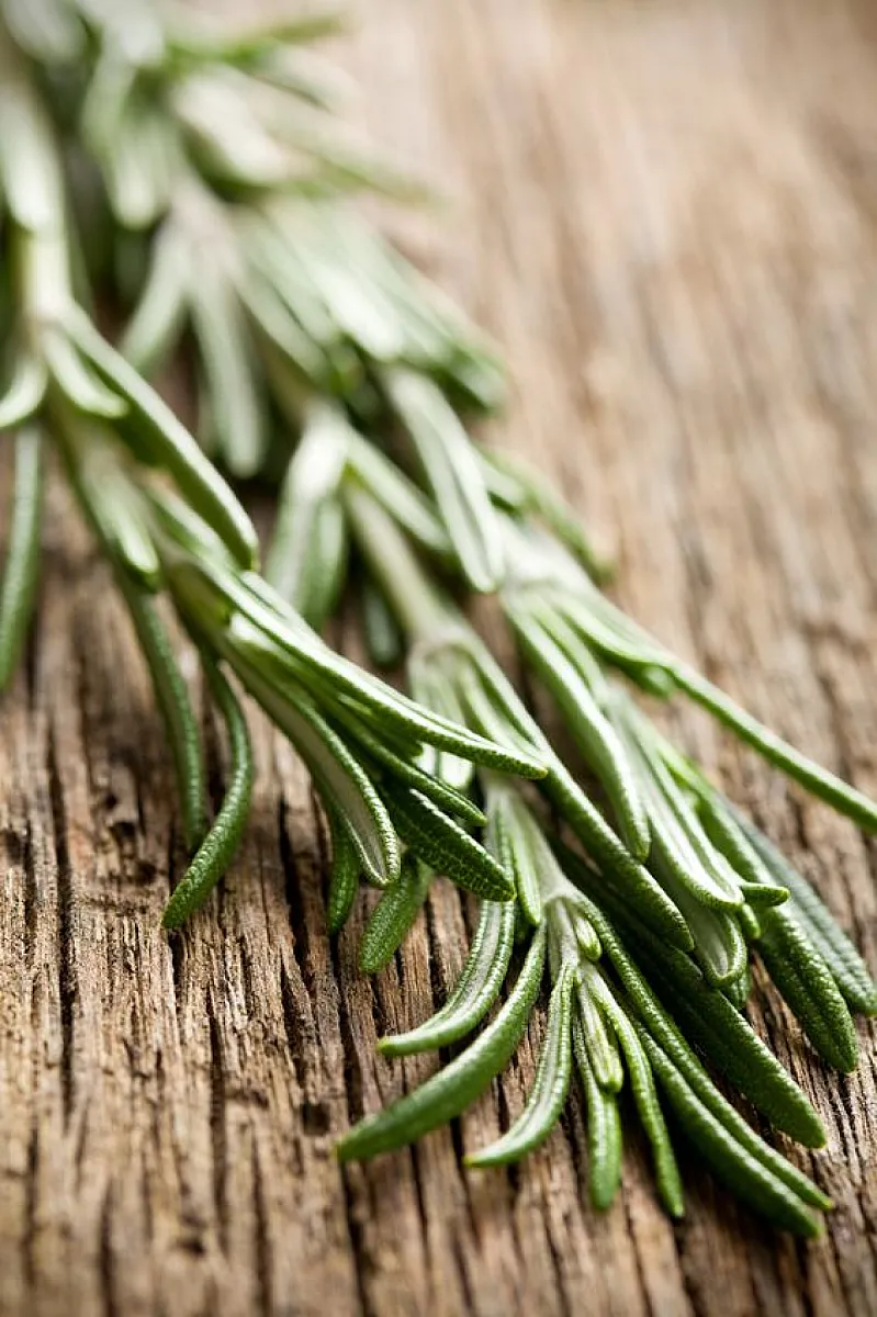 Rosemary Protects Against Macular Degeneration