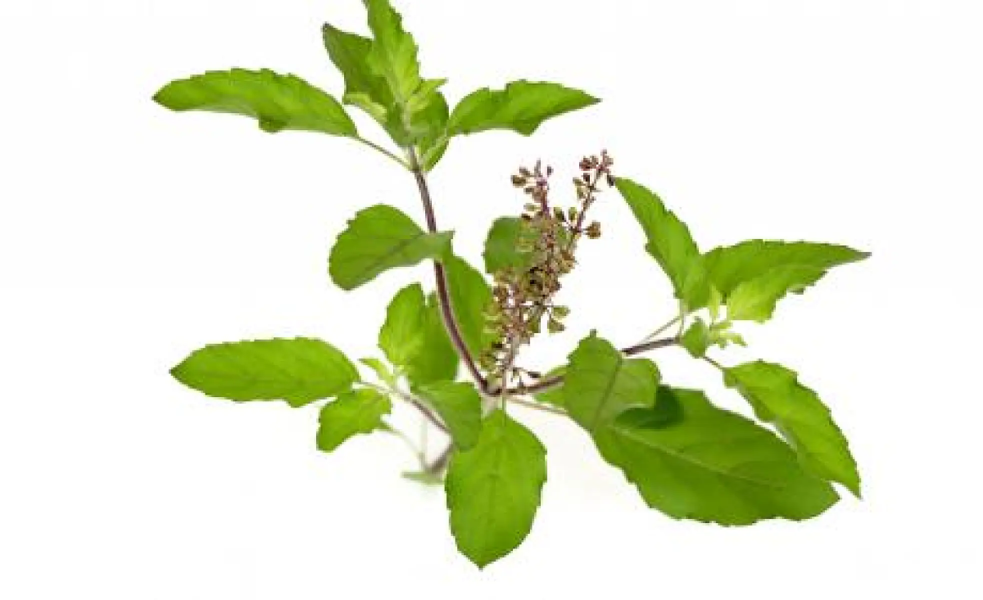 The Ultimate Herbal Traveling Companion: Tulsi