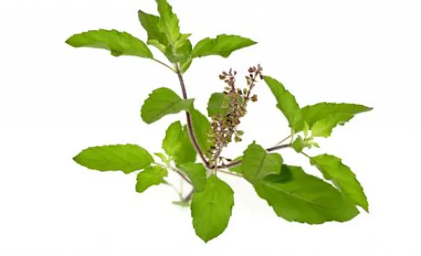 The Ultimate Herbal Traveling Companion: Tulsi