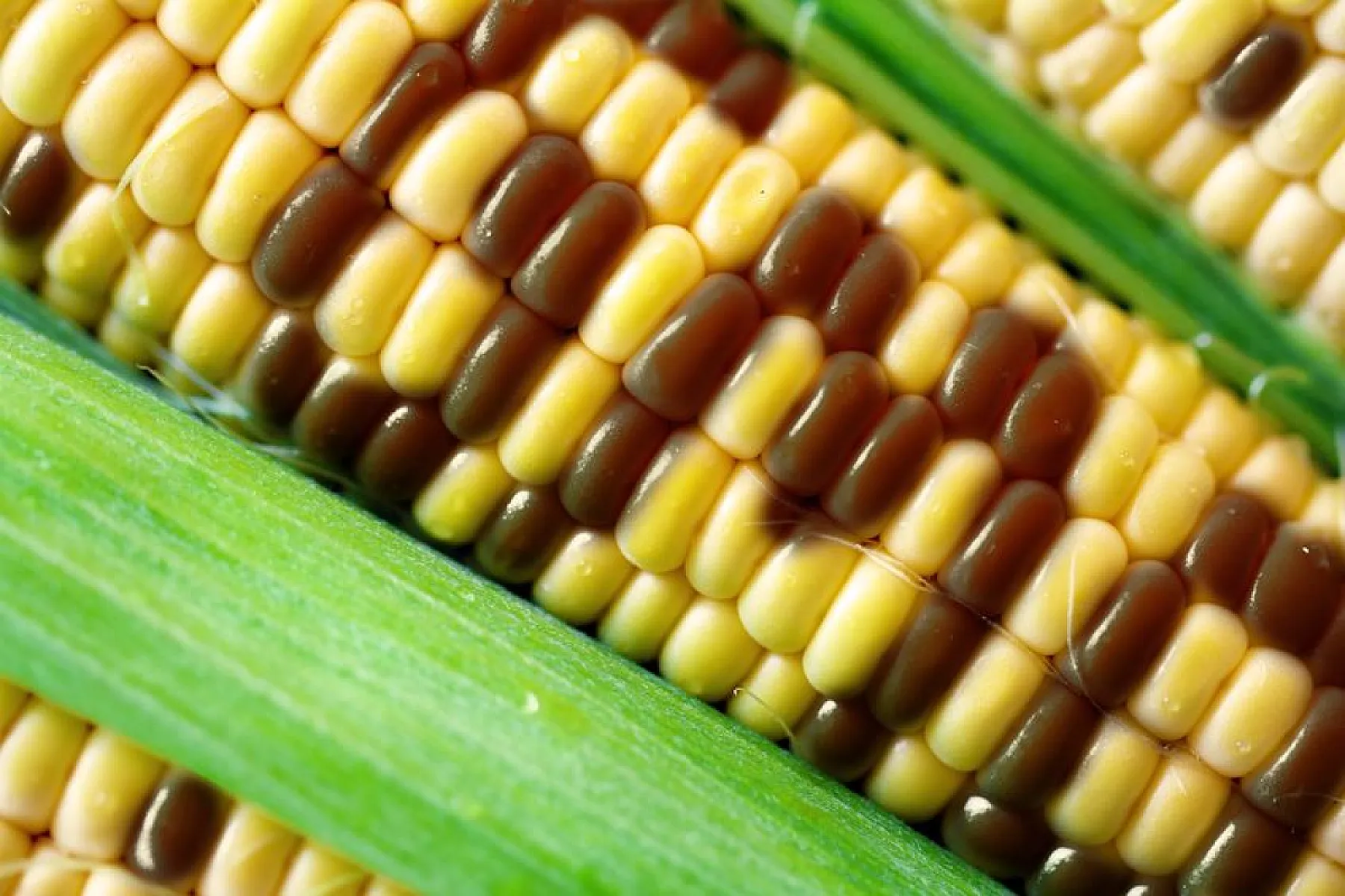 There is No Scientific Consensus on GMO Safety