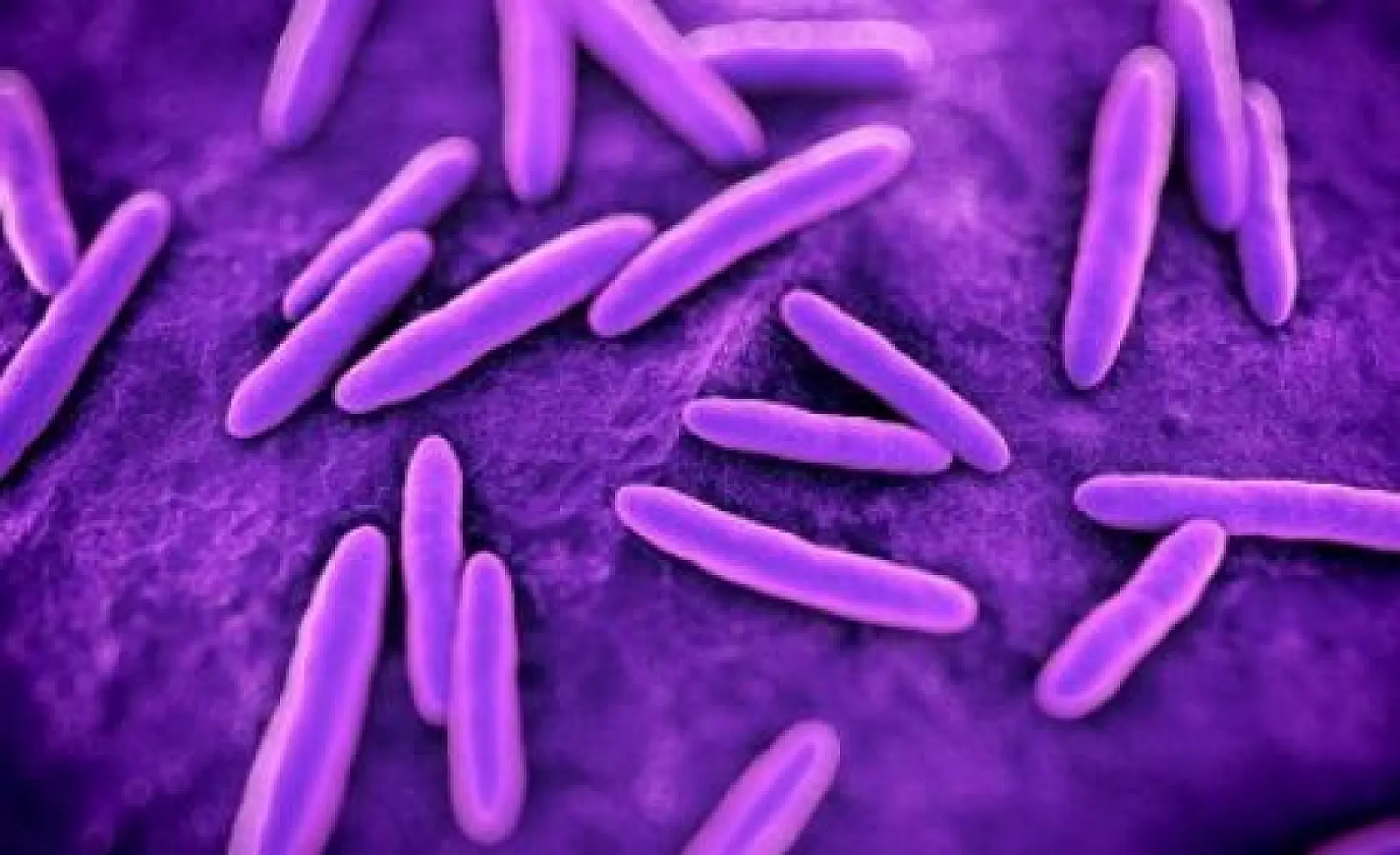 Probiotics and Mitochondria: Bacteria Are Not "Other"