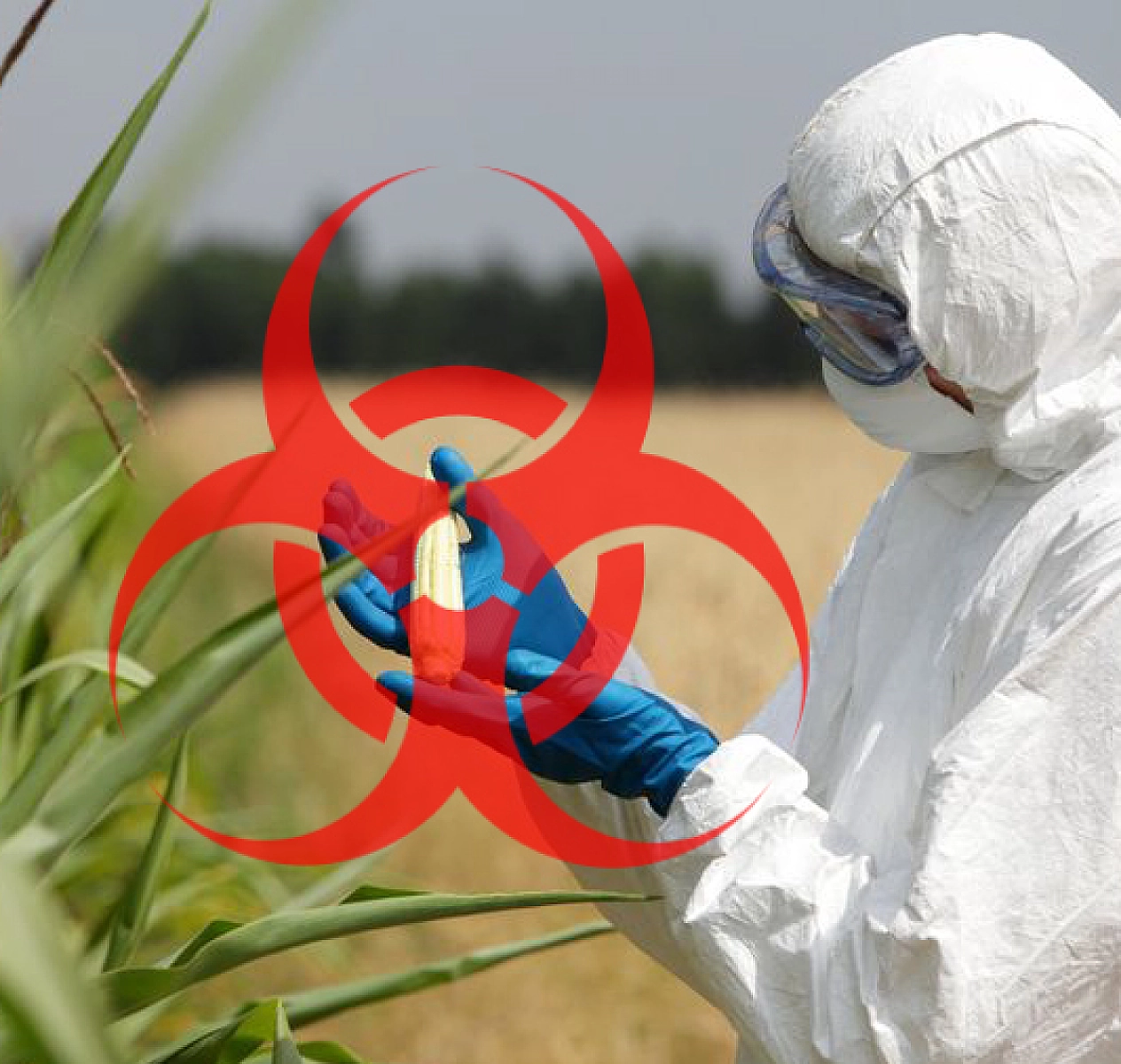 How Roundup Weedkiller Can Promote Cancer, New Study Reveals