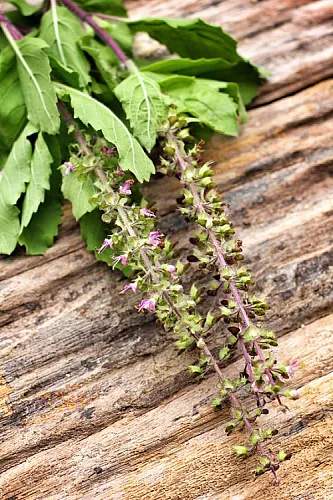 Plant Based Radiation Protection: Tulsi