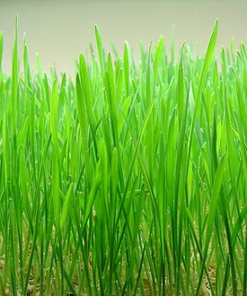 /blog/wheat-grass-reverses-cataract-associated-cloudy-lenses
