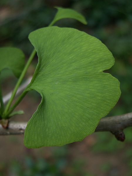 Ginkgo Biloba Leaf