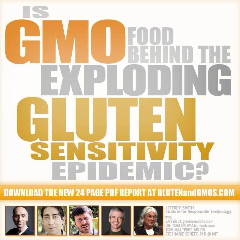GMOs and the Exploding Gluten Epidemic