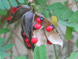 Abrus precatorius