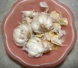 Allium sativum