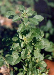 Amaranth Benefits