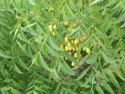 Neem Benefits