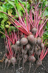 Beet Benefits