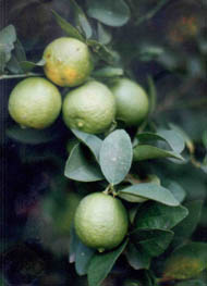 Lemon Benefits