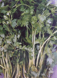 Coriander