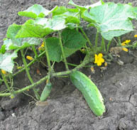 Cucumber Benefits