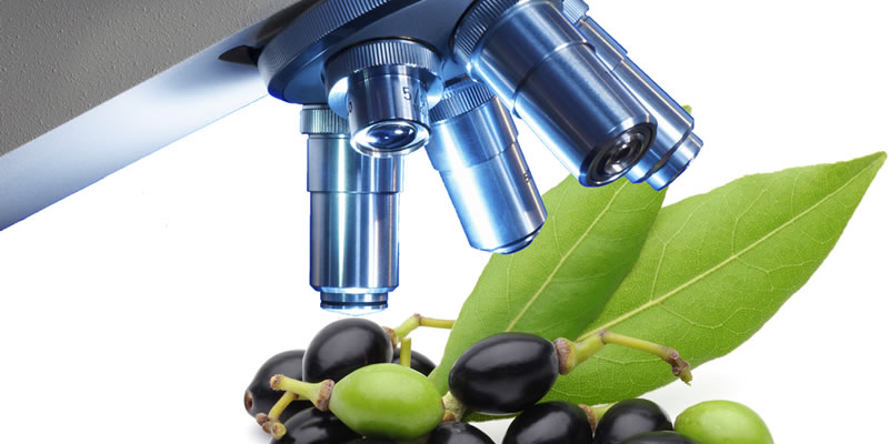 Ancient Medical Miracle Rediscovered by Modern Science - Laurus Nobilis