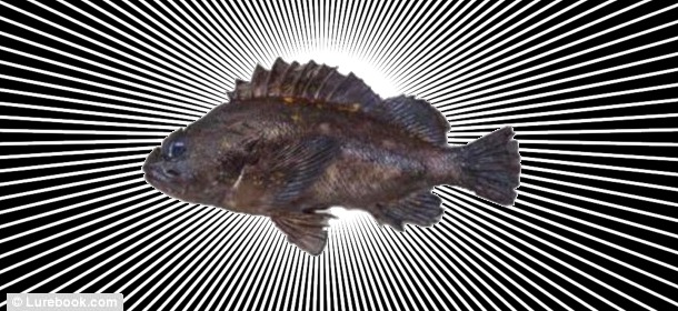 Murasoi Fish with Rays Added