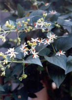 Nyctanthes arbor-tristis