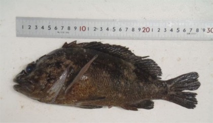 Radiation-Poisoned Murasoi Found Near Fukushima