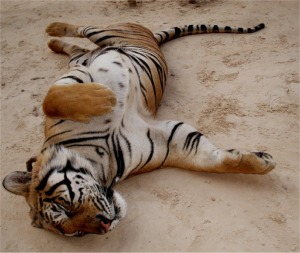 Relaxed Tiger
