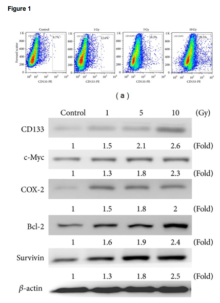 Cancer Stem Cells