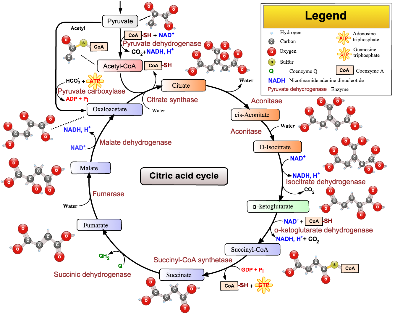 Kreb's Cycle