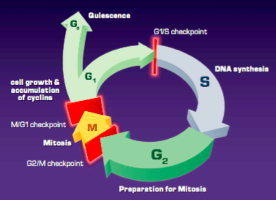 Preventing Cancer at the Molecular Level
