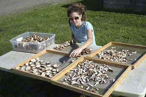 Shitake Mushrooms Ready for Natural Vitamin D Enhancement