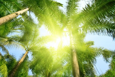 Sunlight Burns Fat