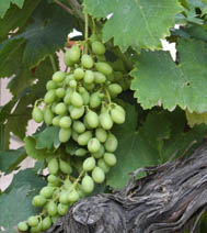 Grape Benefits