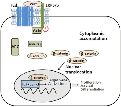 Targeting Cancer Stem Cells with NonToxic Therapies