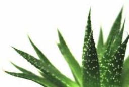 Aloe Benefits