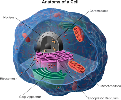 cell