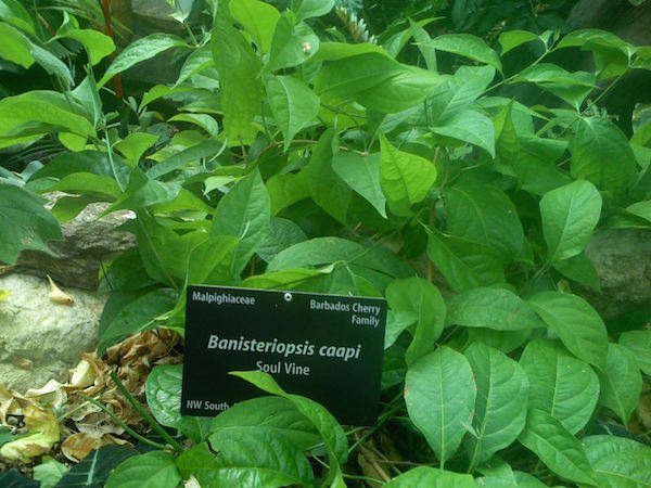 Ayahuasca: This Amazonian Brew May Be the Most Powerful Antidepressant Ever Discovered
