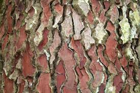 pinebark extract