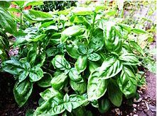 Basil Benefits