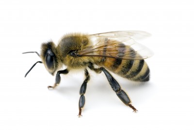 Healer Bee