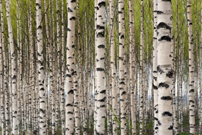 Birch Tree Xylitol