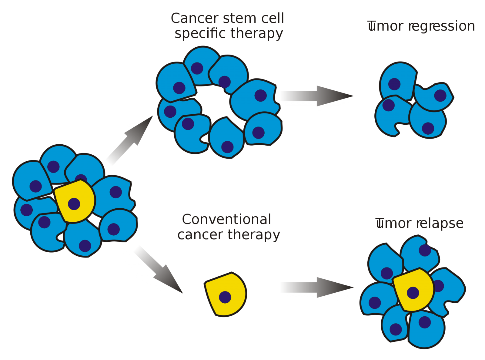 cancer stem cells