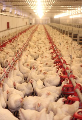 Chicken Botulism