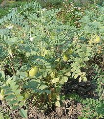 Chickpea Benefits