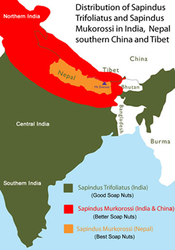Distribution of Soap Nuts in India Nepal China and Tibet