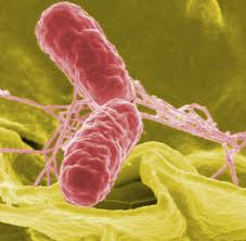 foreign pathogenic DNA